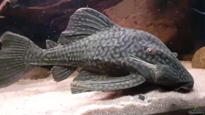 Aquarien mit Panaque sp. "L 330" (Einrichtungsbeispiele für Gefleckter Streifenharnischwels)