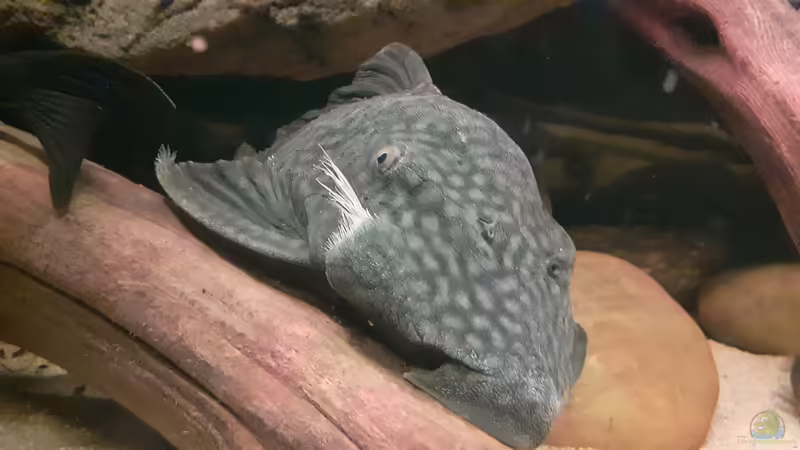Aquarien mit Panaque sp. "L 330" (Einrichtungsbeispiele für Gefleckter Streifenharnischwels)