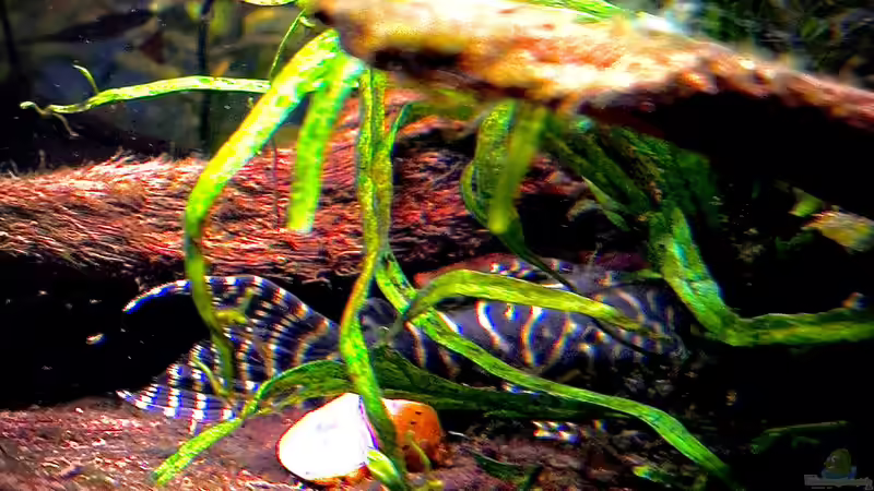 L 333 / Hypansistrus spec.  von Tim1979 (29)