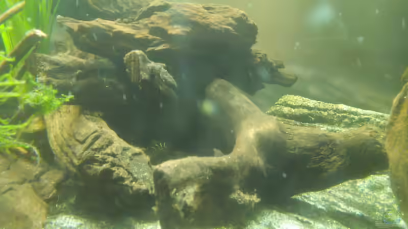 L 333 im Wurzelhaufen von Thorsten G. (28)