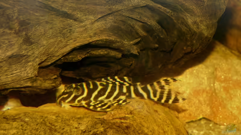 Aquarien mit Panaqolus sp. "L 2" (Tigerharnischwels)