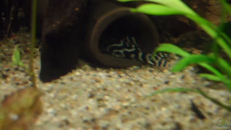 L-333 von Discus (30)