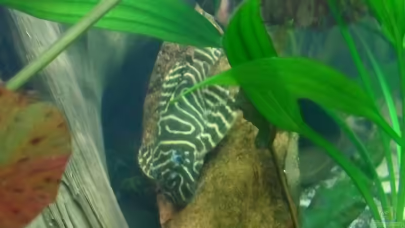 L 333 von Jan S. (33)