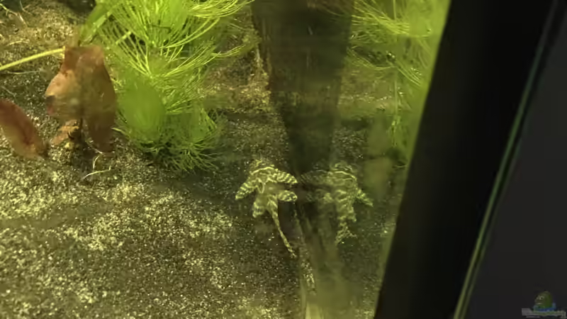 L 333 von Stefan Heins (28)