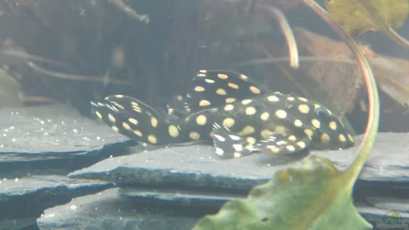 Aquarien für Hypancistrus sp. "L333" (Einrichtungsbeispiele für Königstiger-Harnischwels, L-333)