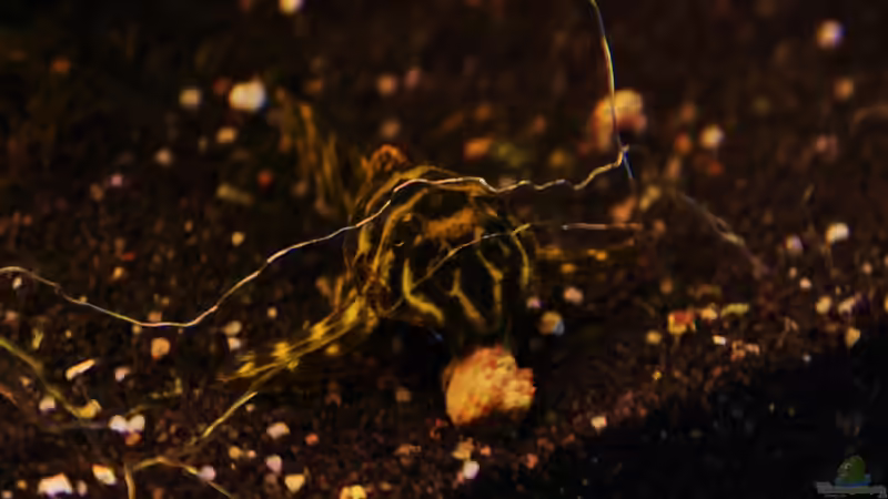 l-340 von aquamike (18)