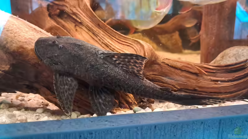 L 350, ca. 18 cm von Agua viva (38)