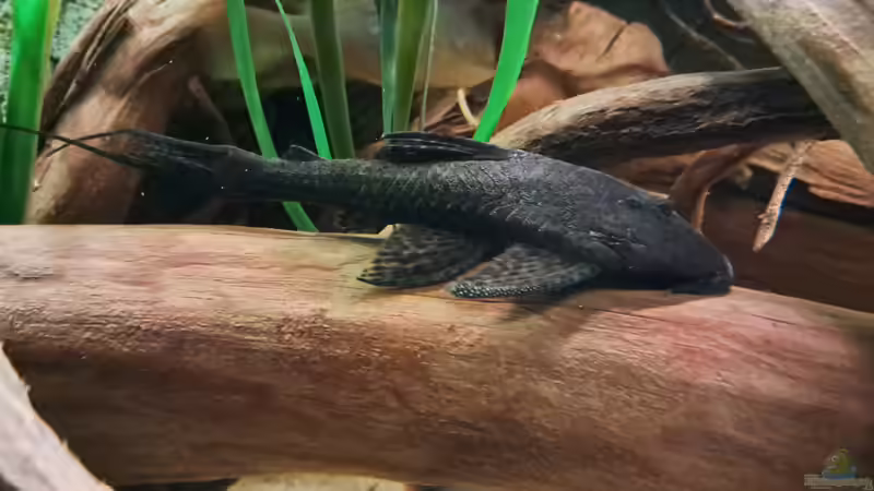 L 350, ca. 18 cm von Agua viva (39)