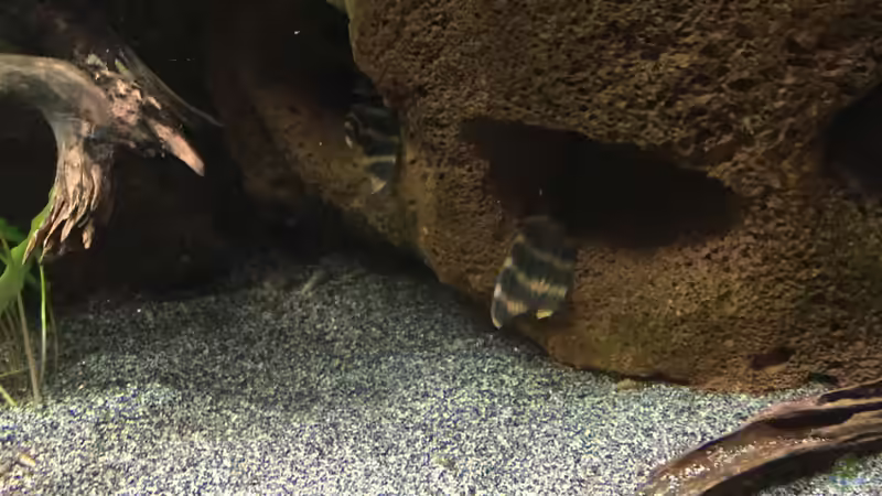 Aquarien mit Panaqolus sp. "L 397" (Einrichtungsbeispiele für L-397)