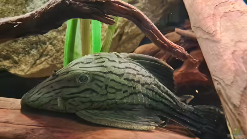 L 418 Panaque cf. titan, ca. 24 cm von Agua viva (41)