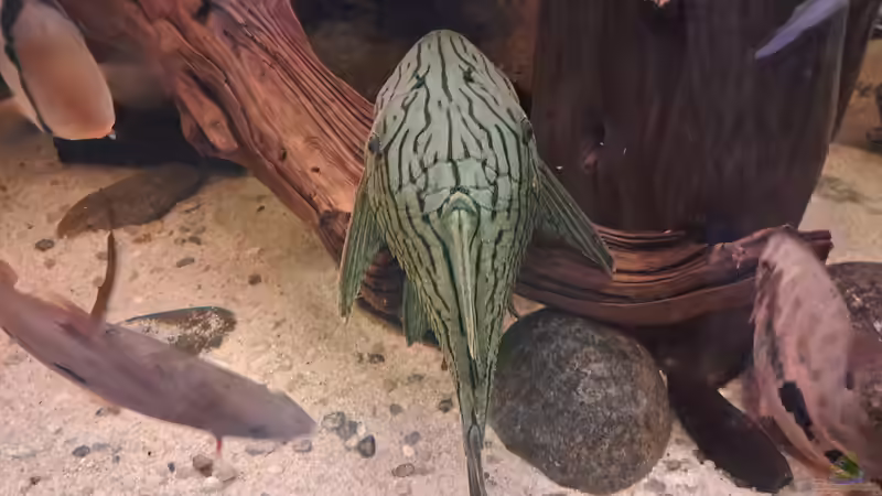 L 418 Panaque cf. titan von Agua viva (42)