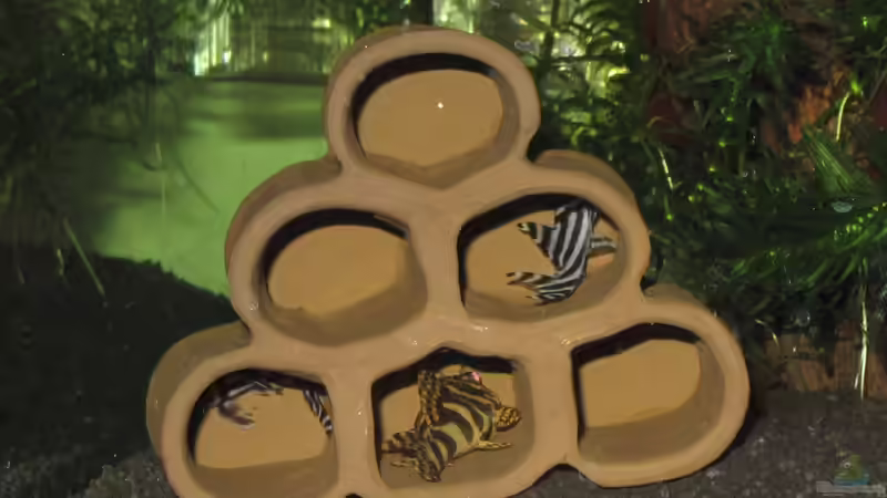 L-46 und L-134 von Tanja (10)