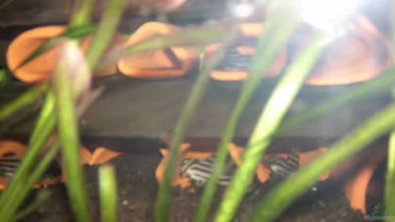 L-46 von Samson (12)