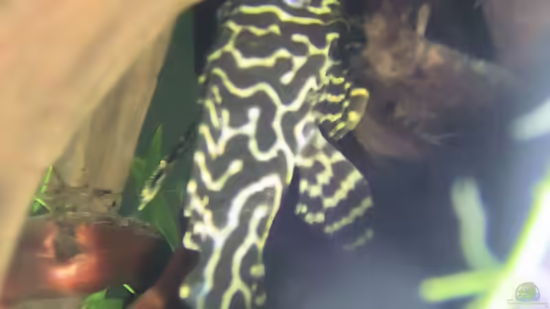 L 66 von Antje und Daniel (26)