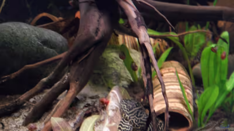 L 66 von Max Wolf (10)