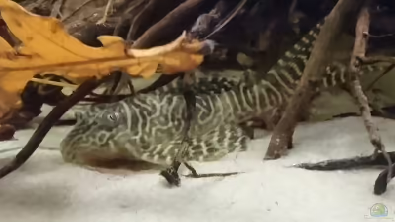 L 66 von Max Wolf (11)