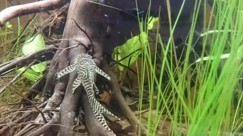 Aquarien mit Hypancistrus sp. "L 66" (Einrichtungsbeispiele für Königstiger-Harnischwels)