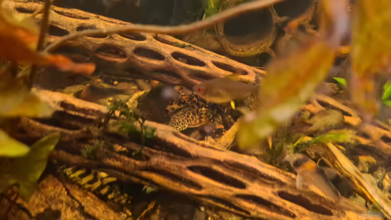 L 75, L 134 und Zitronensalmler.  von Ralleplus FARA (8)