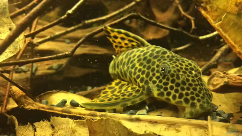 L 75 von Jonas B. (44)