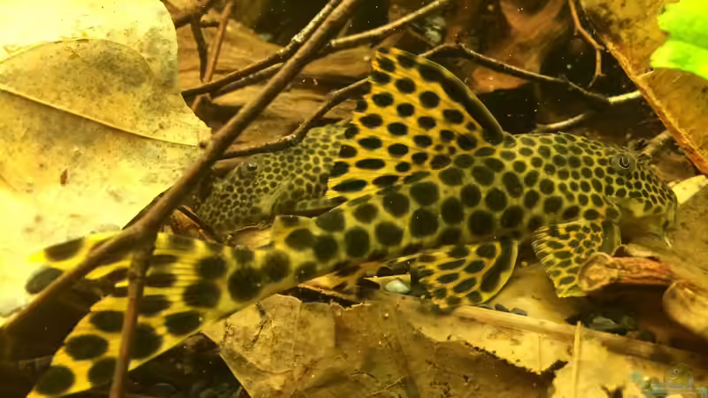 L 75 von Jonas B. (45)