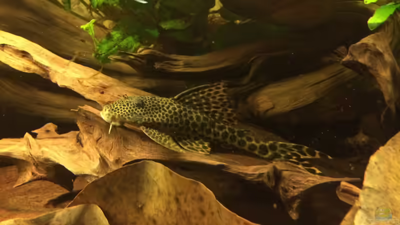 L 75 von Jonas B. (46)