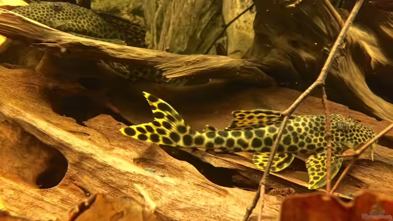 L 75 von Jonas B. (47)