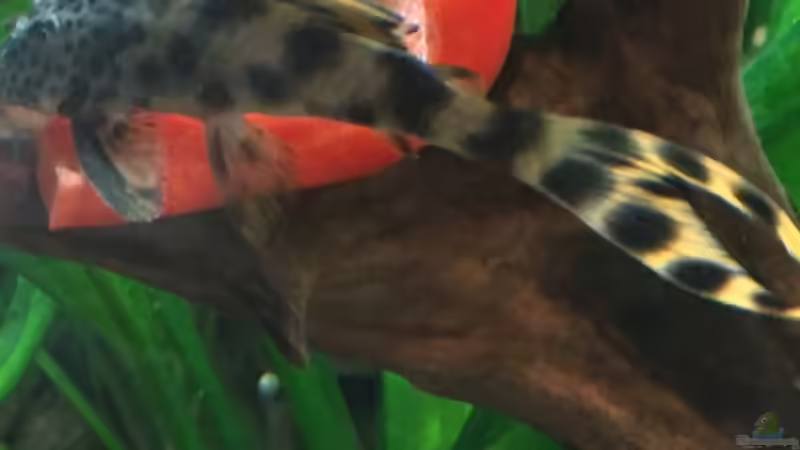 L 75 von Marcus Lucke (24)