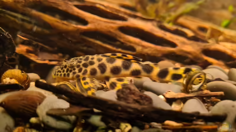 L 75 von Ralleplus FARA (10)