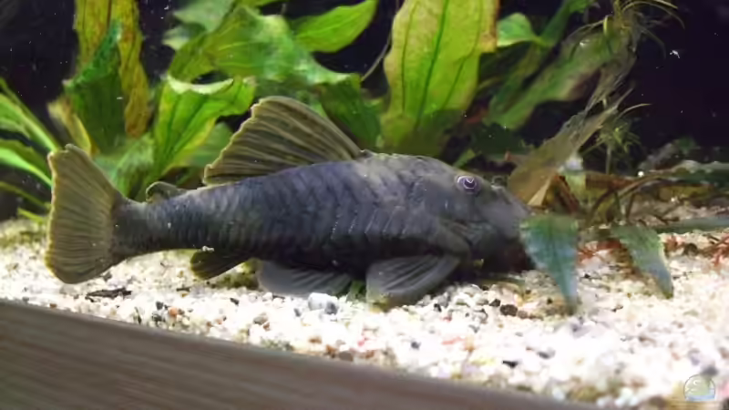 L 76 von Udo Müller (36)