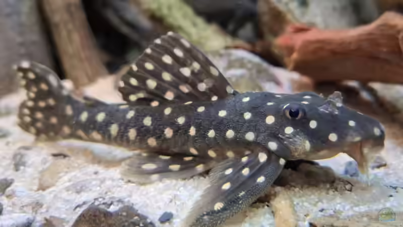 L 82, ca. 14 cm von Agua viva (39)