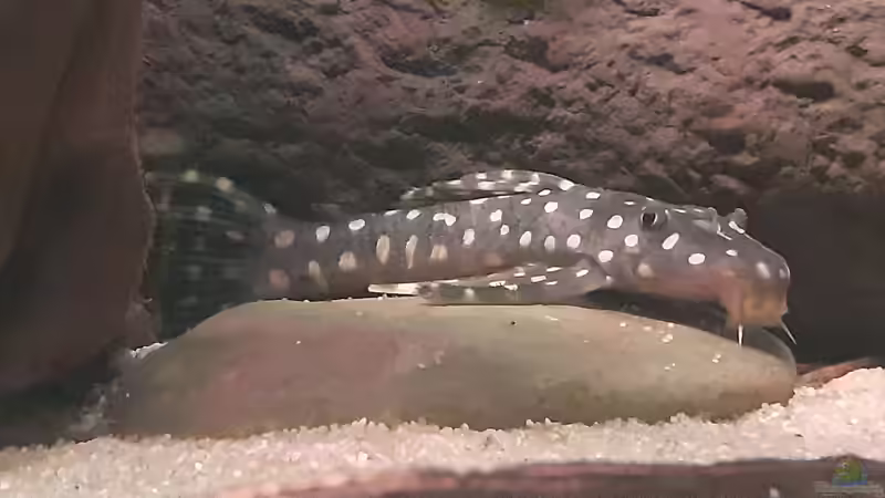 L 82 von Agua viva (19)