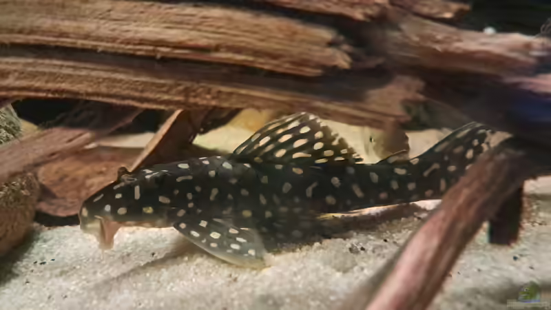 L 82 von Agua viva (35)