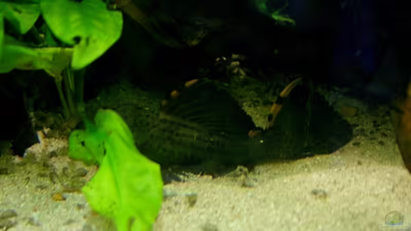 L 91 Leporacanthicus triactis von Kyrea (11)