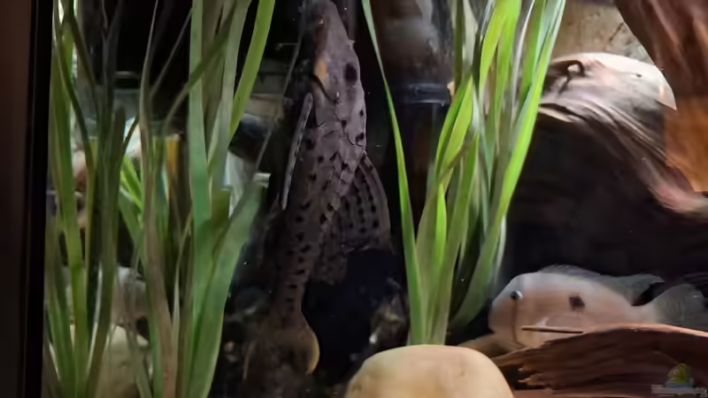 L 95, ca. 25 cm von Agua viva (40)