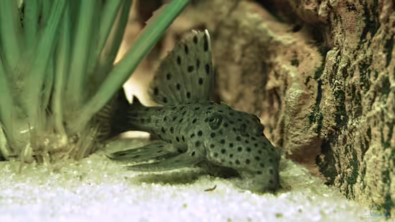 L 96 ?  von 1887woeh (25)