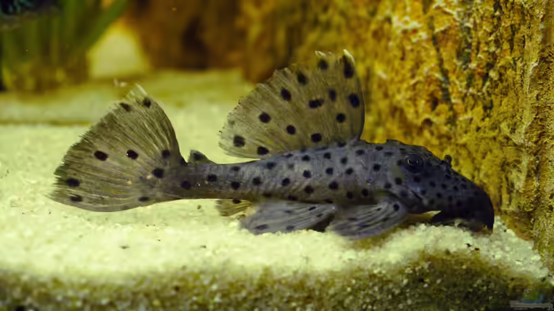 L 96 ?  von 1887woeh (26)