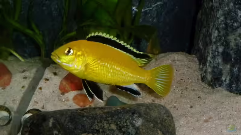 L.caeruleus yellow Männchen von Antje 78 (14)