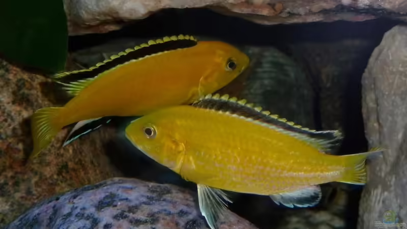 L.caeruleus yellow von Antje 78 (13)