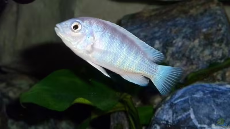 L.chisumulae von Antje 78 (11)