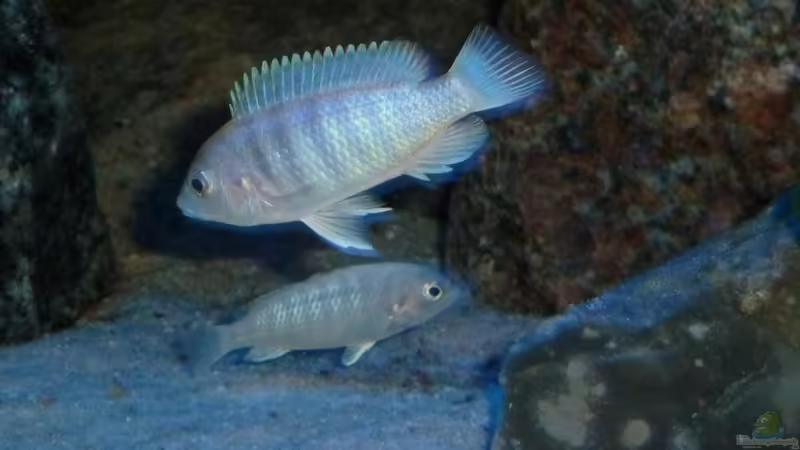 L.chisumulae von Antje 78 (12)