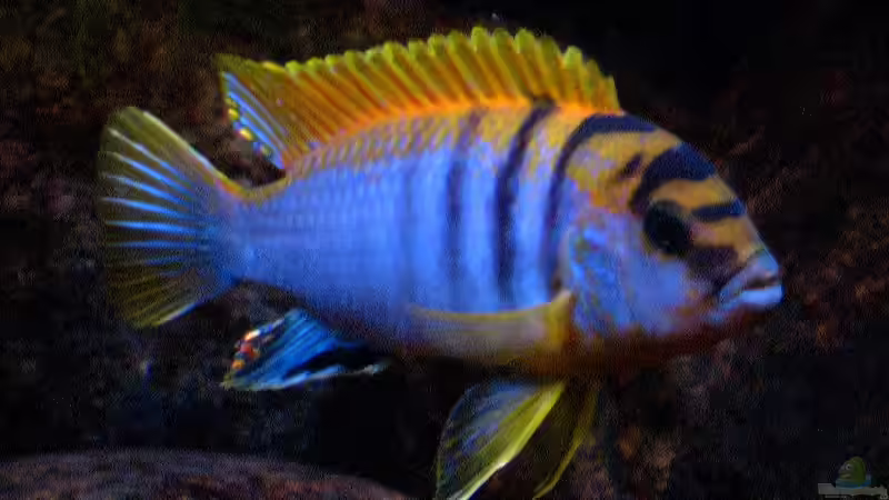 L.hongi, 20.02.2006 von Tilo Schmiedl (26)