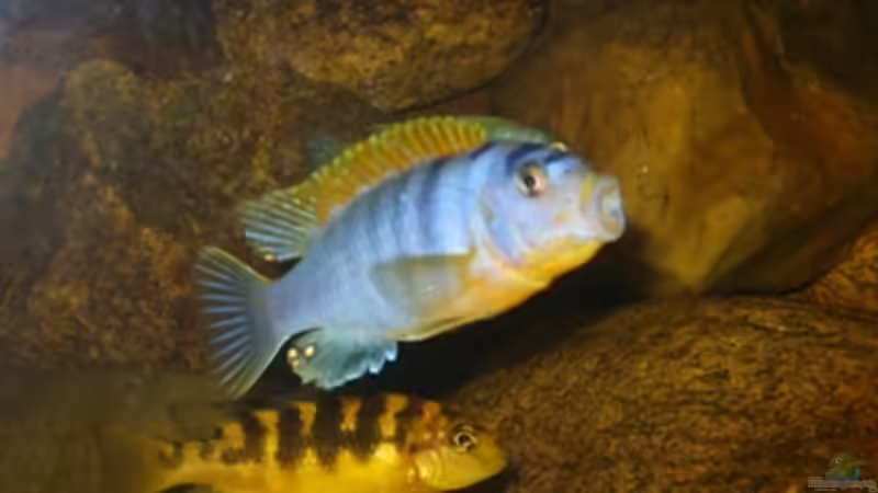 L.hongi Bock von Venustus (7)