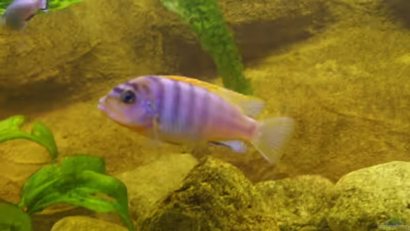 L.hongi weibchen von Venustus (9)