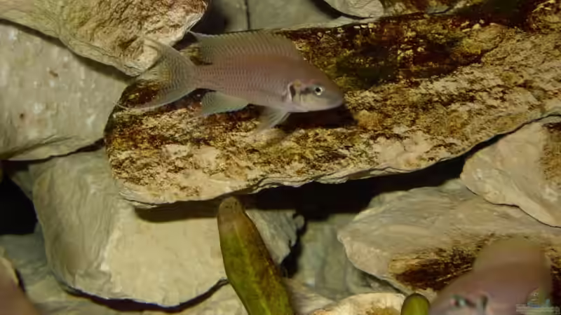 L.Pulcher von Andreas Kosir (7)