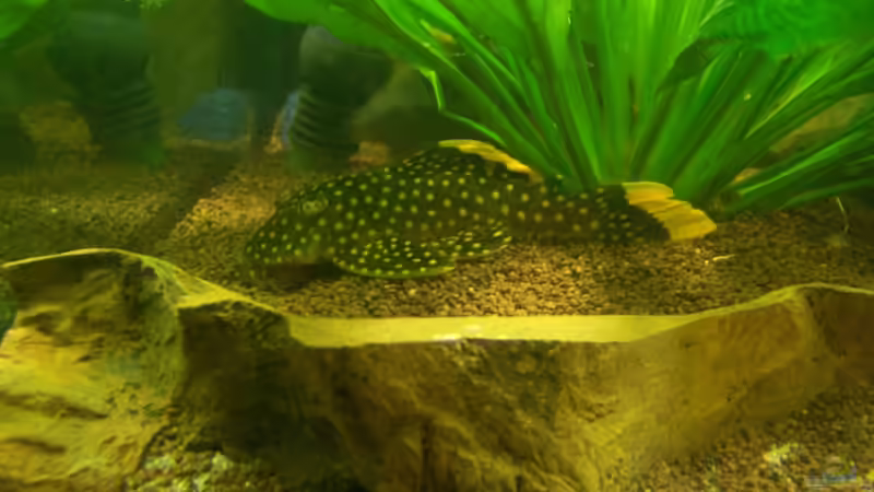 L-Wels 09.05.12 von Silke (37)