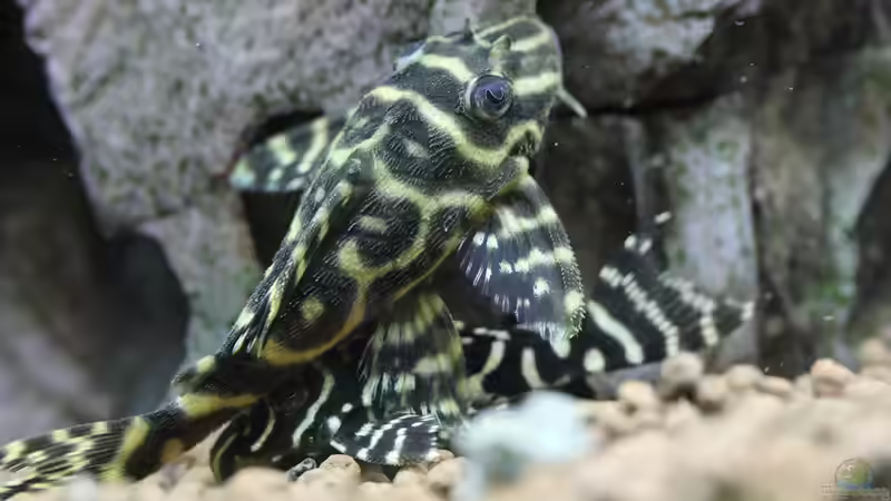 L-Wels_2 von Redfin (25)