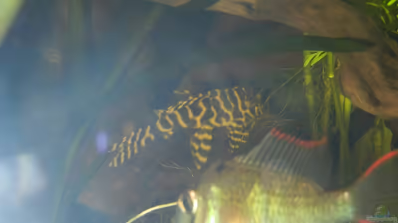 L-Wels & Mikrogeophagus altispinosus von Life (48)