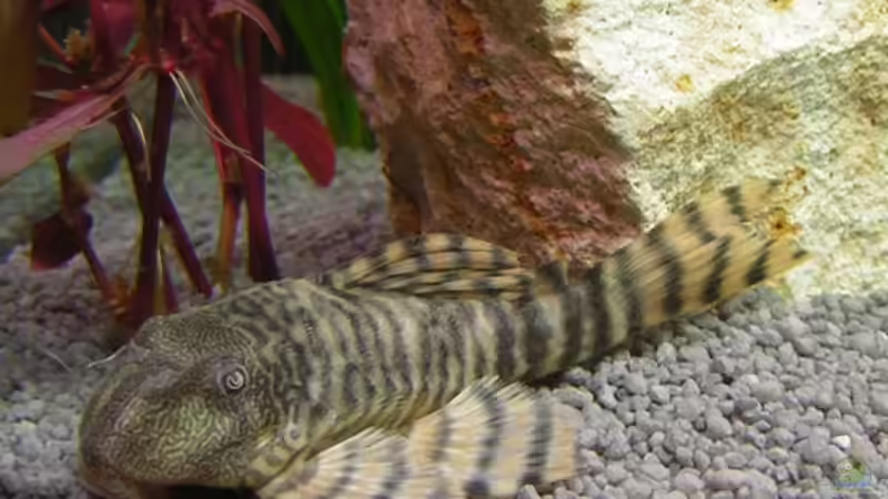 L-Wels (L 226) einer von zweien von André Förster (14)