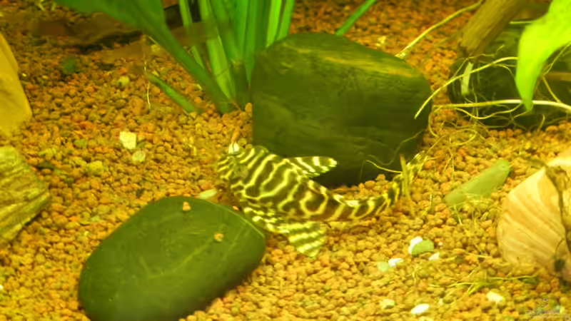 L-Wels von Life (45)