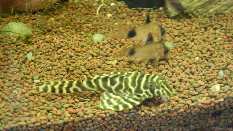 L-Wels von Life (46)